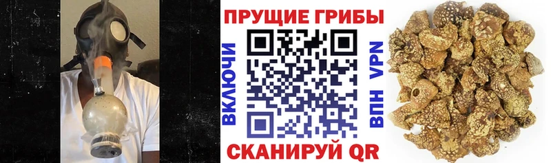 Галлюциногенные грибы GOLDEN TEACHER  Дербент 